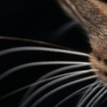 Pet Feeders - Cat Photography (Fiko)