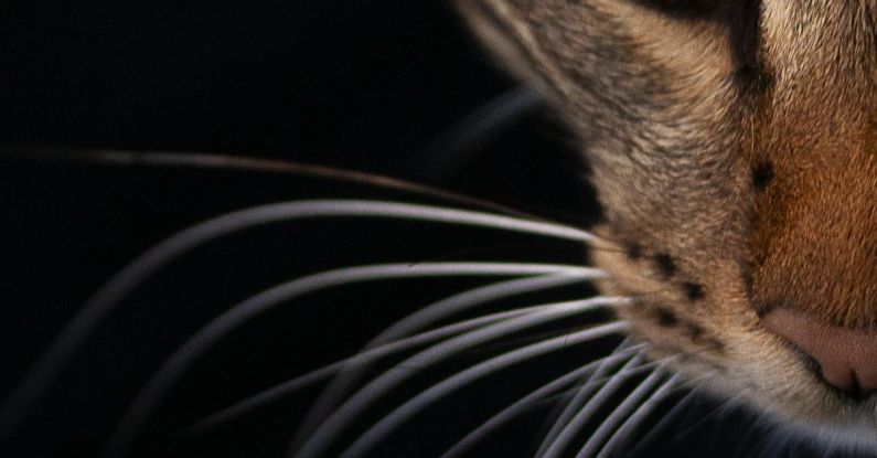 Pet Feeders - Cat Photography (Fiko)