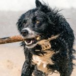 Pet Diet - Dog on Beach