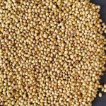 Grain-Free - Coriander Seeds Spread Over Dark Background