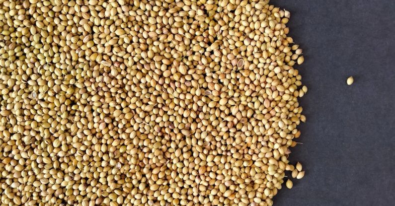 Grain-Free - Coriander Seeds Spread Over Dark Background