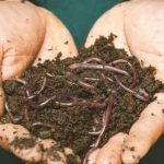 Composting - Earthworms on a Persons Hand