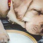 Bikes - Yellow Labrador Retriever Puppy on Black and White Motorcycle